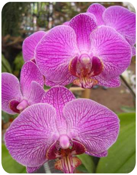 Orquídeas, Fiesta Nacional de la Orquídea, Montecarlo